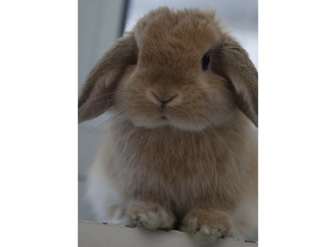 ミニチュア・ロップ